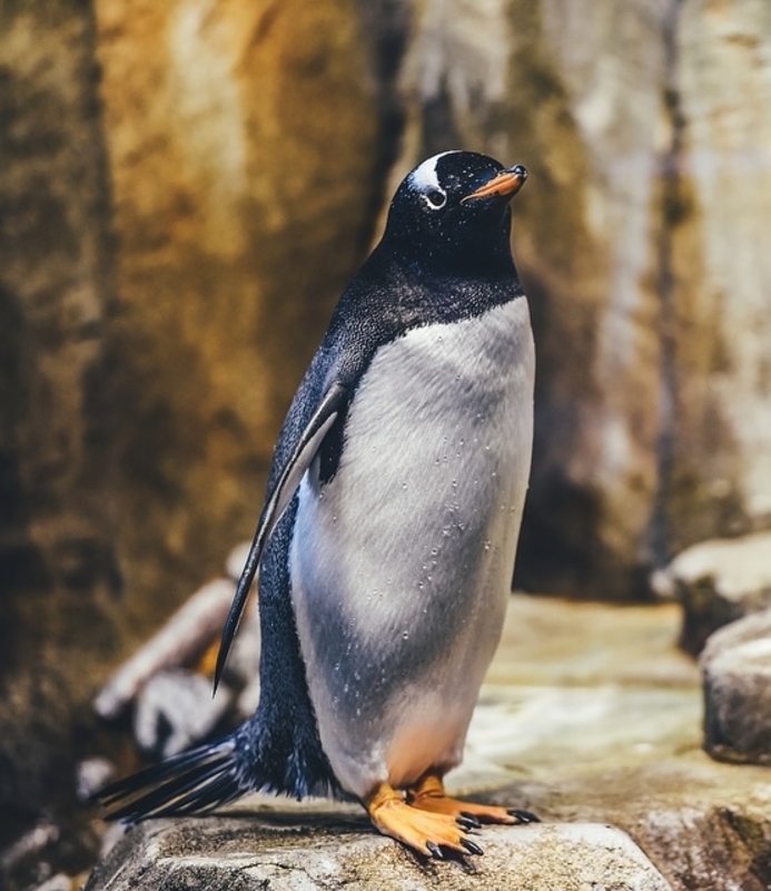 animal avian bird penguin wildlife penguin penguin penguin penguin penguin
